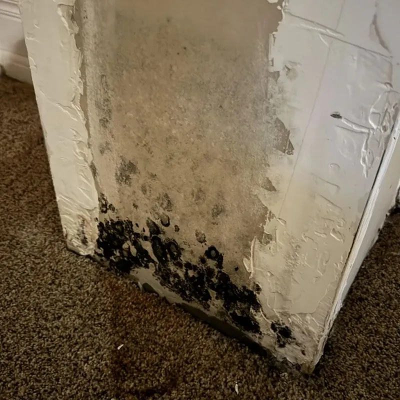 Professional Mold Removal in Jones County, MS